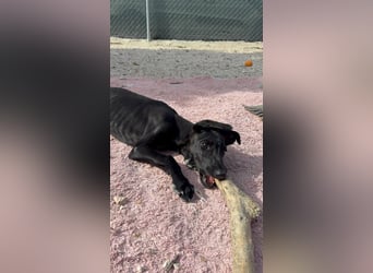 Ruinero, ein kleiner Galgo Bub