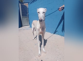 India, eine ruhige Galga