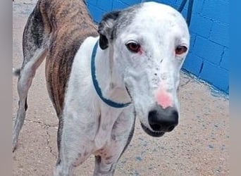 Lion, ein hübscher Galgo Bub