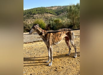 Artillera, wünscht sich ein warmes Plätzle