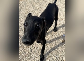 Ruinero, ein kleiner Galgo Bub