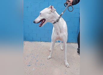 Niko, hofft auf sein Weihnachtswunder