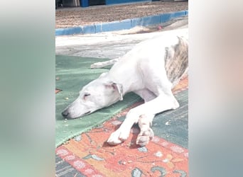 Niko, hofft auf sein Weihnachtswunder