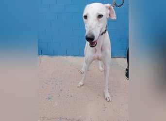 Niko, hofft auf sein Weihnachtswunder