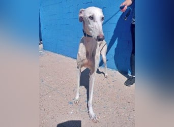India, eine ruhige Galga
