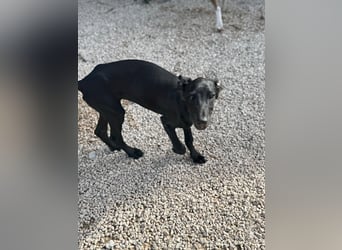 Ruinero, ein kleiner Galgo Bub