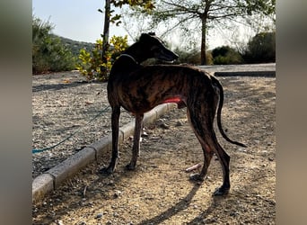 Golfo, fröhlich und lustig