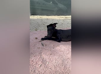 Ruinero, ein kleiner Galgo Bub