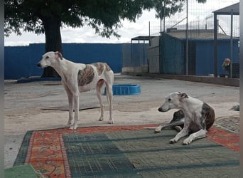 Niko, hofft auf sein Weihnachtswunder