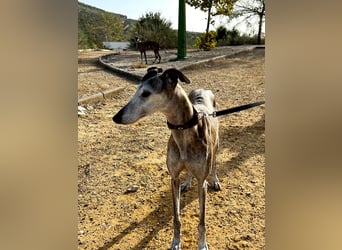 Artillera, wünscht sich ein warmes Plätzle