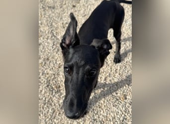 Ruinero, ein kleiner Galgo Bub