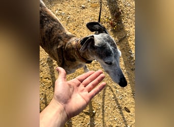 Artillera, wünscht sich ein warmes Plätzle