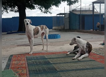 Niko, hofft auf sein Weihnachtswunder