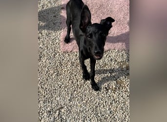 Ruinero, kleiner Kasperkopp sucht Anschluss