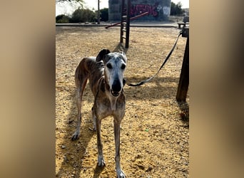 Artillera, wünscht sich ein warmes Plätzle