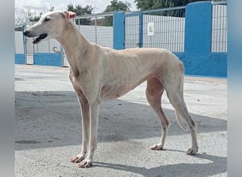 India, eine ruhige Galga