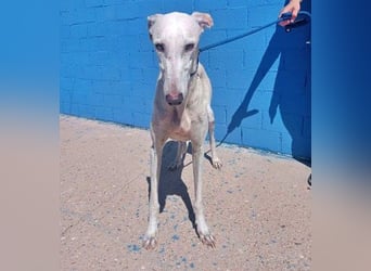 India, eine ruhige Galga