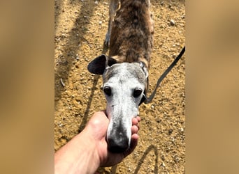 Artillera, wünscht sich ein warmes Plätzle