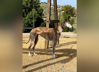 Artillera, wünscht sich ein warmes Plätzle