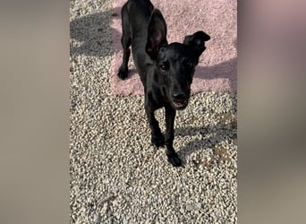 Ruinero, ein kleiner Galgo Bub