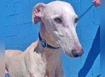 India, eine ruhige Galga