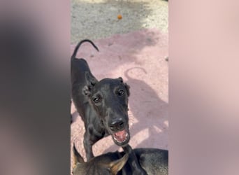 Ruinero, kleiner Kasperkopp sucht Anschluss