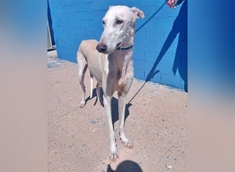 India, eine ruhige Galga