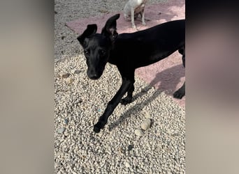 Ruinero, ein kleiner Galgo Bub