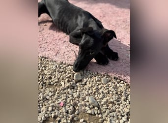 Ruinero, ein kleiner Galgo Bub