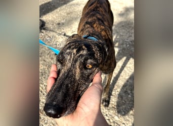 Pastora, sozial und zurückhaltend