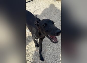 Ruinero, ein kleiner Galgo Bub