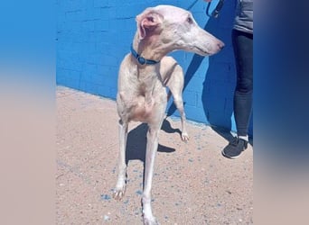 India, eine ruhige Galga