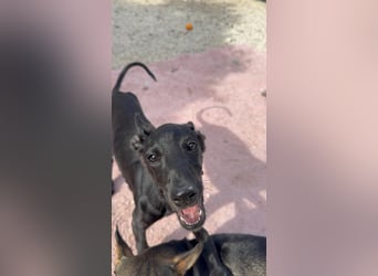 Ruinero, ein kleiner Galgo Bub