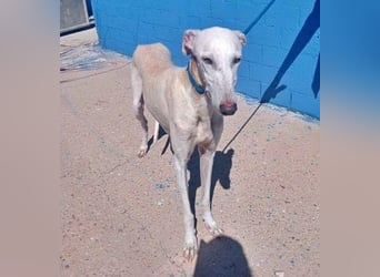 India, eine ruhige Galga