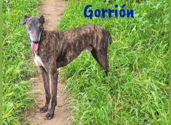Gorrión geb. 10/2020 (in Deutschland) - ein Galgo sucht sein Glück!