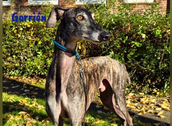 Gorrión geb. 10/2020 (in Deutschland) - sanfter, sozialer und loyaler Galgo sucht sein Glück!