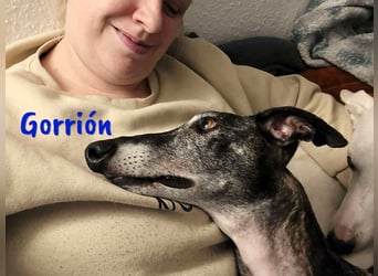 Gorrión geb. 10/2020 (in Deutschland) - sanfter, sozialer und loyaler Galgo sucht sein Glück!