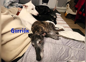 Gorrión geb. 10/2020 (in Deutschland) - sanfter, sozialer und loyaler Galgo sucht sein Glück!