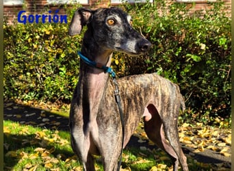 Gorrión geb. 10/2020 (in Deutschland) - sanfter, sozialer und loyaler Galgo sucht sein Glück!