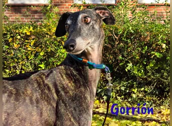 Gorrión geb. 10/2020 (in Deutschland) - sanfter, sozialer und loyaler Galgo sucht sein Glück!