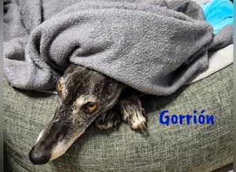 Gorrión geb. 10/2020 (in Deutschland) - sanfter, sozialer und loyaler Galgo sucht sein Glück!