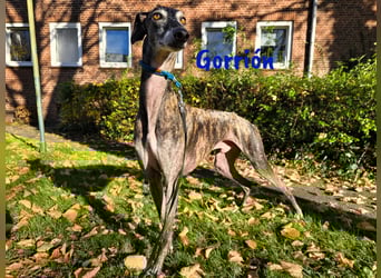 Gorrión geb. 10/2020 (in Deutschland) - sanfter, sozialer und loyaler Galgo sucht sein Glück!