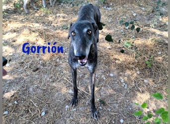 Gorrión geb. 10/2020 (in Deutschland) - ein Galgo sucht sein Glück!