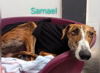 Samael geb. 09/2022 (ESP) - ausdrucksstarker und feinfühliger Galgo!