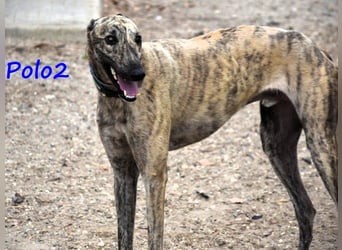 Polo2 geb. 05/2021 (ESP) - sehr lieber, freundlicher und kontaktfreudiger Galgo!