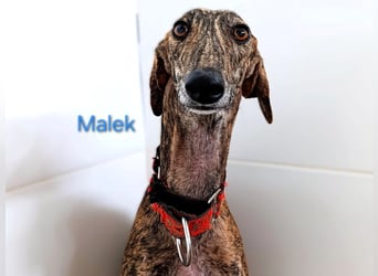 Malek geb. 03/2024 (ESP) - sozialer, ruhiger und zurückhaltender Galgo!