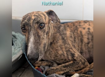 Nathaniel geb. 07/2021 (ESP) - lieber, ausgeglichener und verschmuster Galgo!