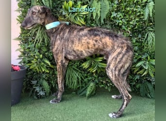 Lancelot geb. 05/2022 (ESP) - ganz bezaubernder, sanfter und anhänglicher Galgo!