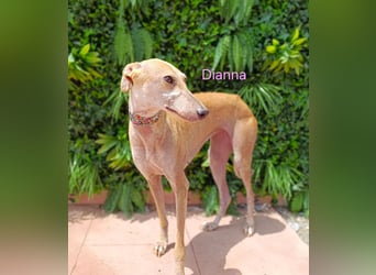 Dianna geb. 06/2022 (ESP) - verschmuste und ausgeglichene Galga!