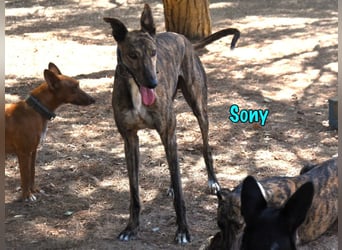 Sony geb. 09/2022 (ESP) - aufgeschlossener und ausgeglichener, wunderschöner Galgo!